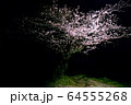 夜桜イメージ　一本 64555268