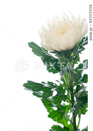 仏花 仏花 64555456