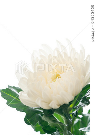 仏花 仏花 64555459