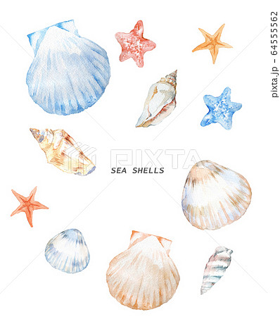 貝殻水彩画のイラスト素材