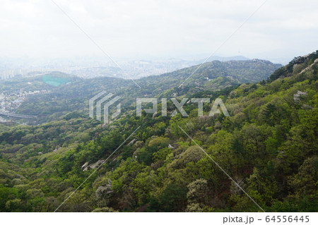 松 岩山 緑 64556445