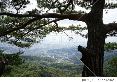 松 岩山 緑 64556462