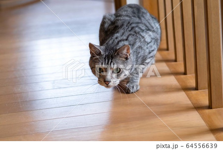 ハンター 64556639