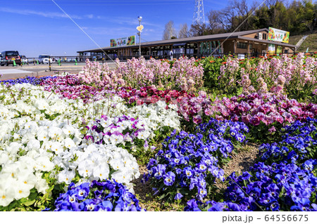 ハーベストの丘　春　チューリップ 64556675