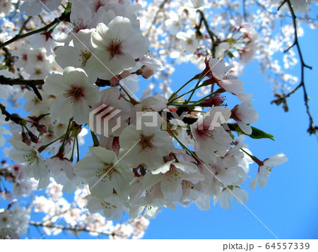 桜 64557339