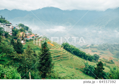 Muong Hoa Valley Terraced rice field in Sapa, Vietnam 64557392