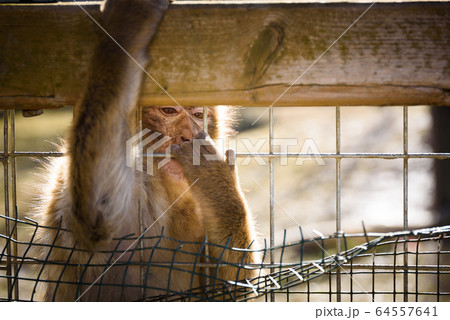 Monkey in farmland in Preding. Sunny Autumn day 64557641