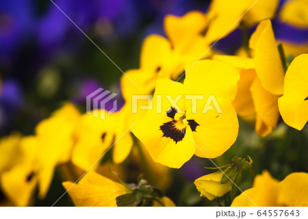 Close-up shot of beautiful yellow pansy flowers 64557643