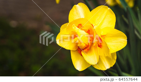 Yellow Daffodil Narcissus flowers outdoors in 64557644