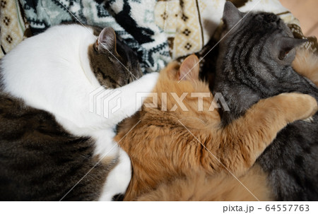 同じ向きで寝る、三匹の猫 64557763