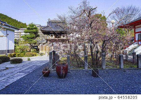 湯村温泉、天龍山正福寺　正福寺桜 64558205