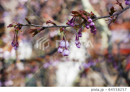 湯村温泉、天龍山正福寺　正福寺桜 64558257
