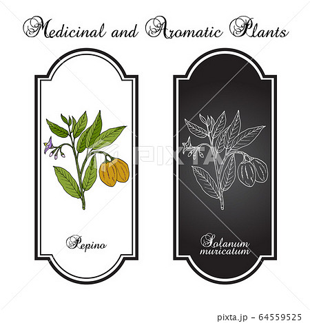 Pepino dulce Solanum muricatum , or sweet cucumber Pepino dulce Solanum muricatum , or sweet cucumber 64559525