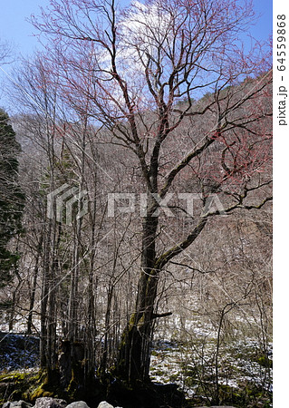 岩泉の名水　大清水 64559868