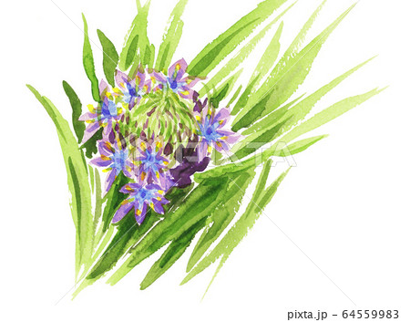 シラーペルビアナ20420pix7 64559983