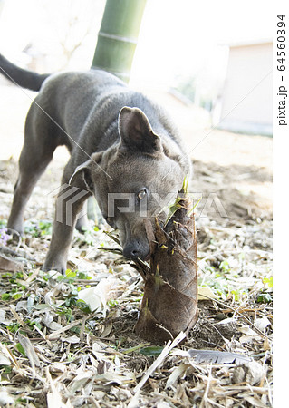 タケノコと子犬 筍 タケノコ 竹の子 犬 ピットブル ペット 竹林 竹 自然 郊外 タケノコと子犬 筍 タケノコ 竹の子 犬 ピットブル ペット 竹林 竹 自然 郊外 64560394