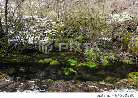 岩泉の名水 大清水 岩泉の名水 大清水 64560530