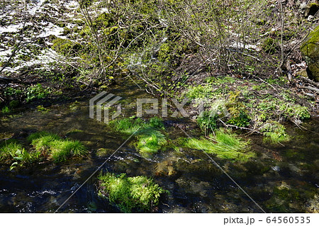 岩泉の名水 大清水 岩泉の名水 大清水 64560535