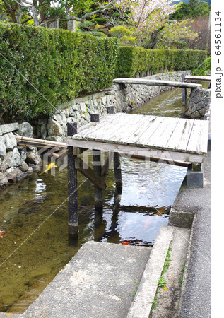 萩の街を流れる藍場川の景色 萩の街を流れる藍場川の景色 64561134