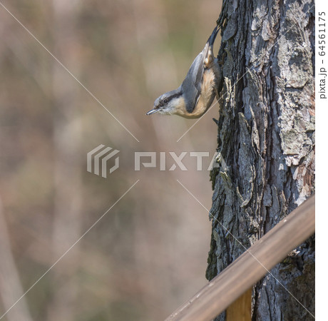 Close up wood Nuthatch or Eurasian nuthatch, climbing on larch tree trunk with head down. Green bokeh background, copy space. 64561175