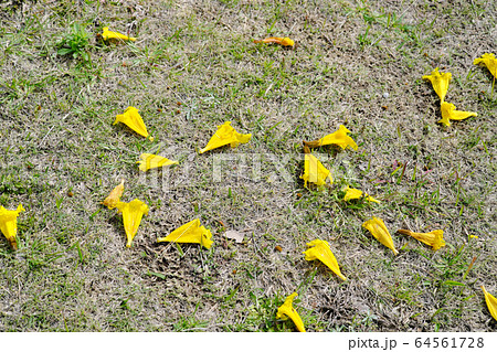 芝生に落ちたイペーの花びらのテクスチャ素材 芝生に落ちたイペーの花びらのテクスチャ素材 64561728