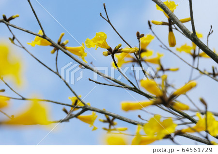 黄色の美しいイペーの花 64561729