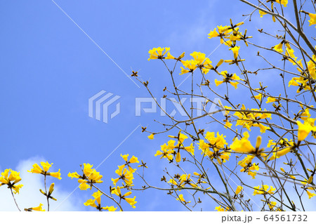 晴れの青空とイペーの花 晴れの青空とイペーの花 64561732