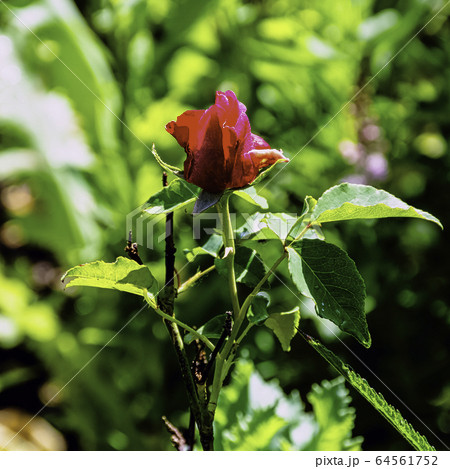 Rosa Mister Lincoln, also known as Mr. Lincoln, is a dark red Hybrid tea rose cultivar Rosa Mister Lincoln, also known as Mr. Lincoln, is a dark red Hybrid tea rose cultivar 64561752