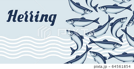 Background with herring fish. Pacific sardine. Background with herring fish. Pacific sardine. 64561854