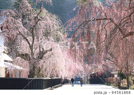 角館武家屋敷通りのしだれ桜の写真素材 [64561868] - PIXTA