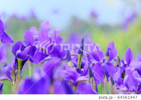 美しい紫色のあやめの花 64561947