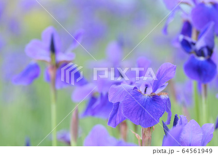 紫色に咲く綺麗なあやめ 64561949