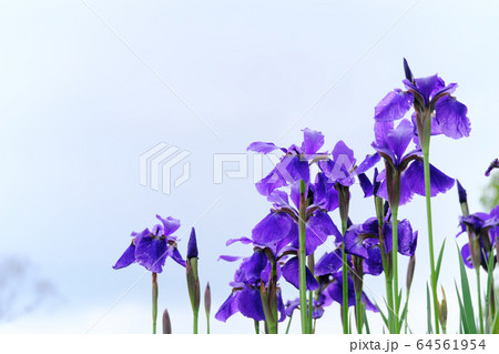 空に向かって伸びるあやめの花 64561954