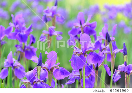 たくさん咲いた紫色のあやめ 64561960