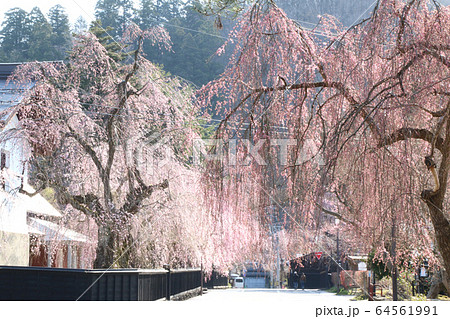 角館武家屋敷通りのしだれ桜 64561991