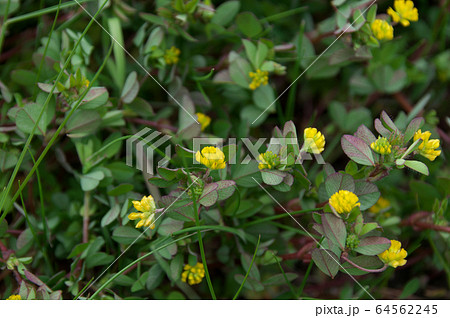 コメツブツメクサ コメツブツメクサ 64562245