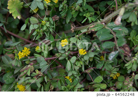コメツブツメクサ コメツブツメクサ 64562248