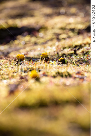 早春の陽だまりで咲く福寿草 64562402