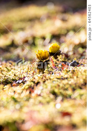 早春の陽だまりで咲く福寿草 64562403