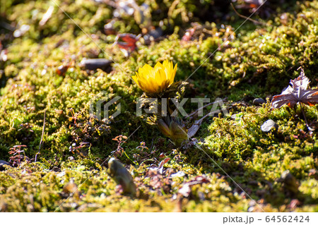 早春の陽だまりで咲く福寿草 早春の陽だまりで咲く福寿草 64562424