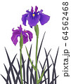 花菖蒲（白背景） 64562468