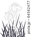 花菖蒲（線画） 64562477