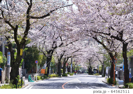世田谷千歳通りの桜並木 64562511