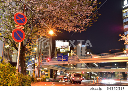 恵比寿・渋谷橋交差点の横断歩道と夜桜 64562513