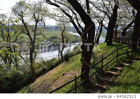 田園調布・多摩川台公園の遊歩道 64562521