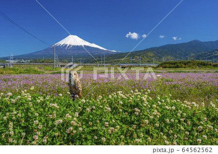 フクロウ　富士山　花畑　新幹線 64562562