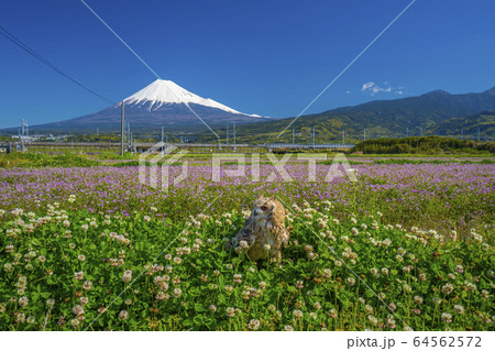 フクロウ 富士山 花畑 新幹線 フクロウ 富士山 花畑 新幹線 64562572