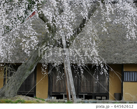 風景自然植物写真 世界遺産平泉の民家と桜 藁葺きと古木の桜 風景自然植物写真 世界遺産平泉の民家と桜 藁葺きと古木の桜 64562612