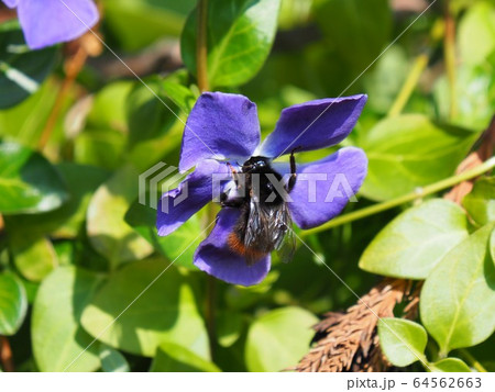 クロマルハナバチ 64562663