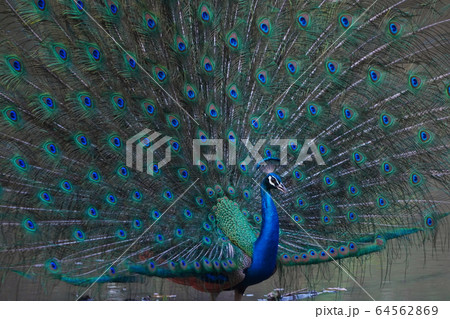 インドクジャク インドクジャク 64562869